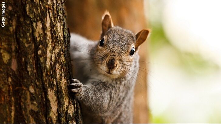 Squirrel Attacks Have California Town on Edge