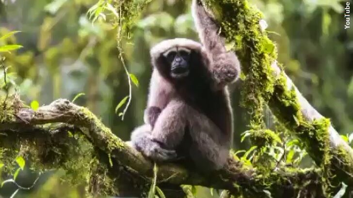 New Ape Species is a 'Jungle Jedi'