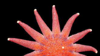 'Melting' Sea Star