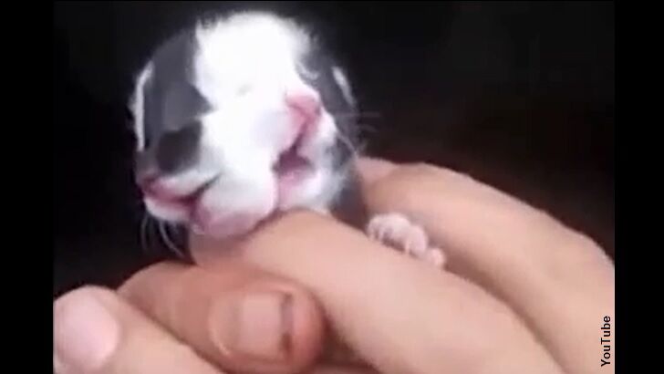 Video: Two-Faced Cat Born in China