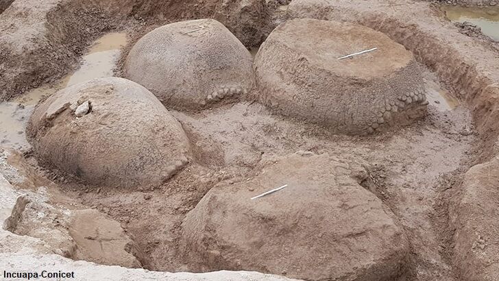 Massive Ancient Armadillo Shells Unearthed in Argentina