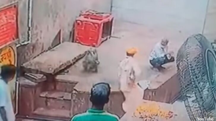 Video: Hungry Monkey Steals Snake Charmer's 'Star'