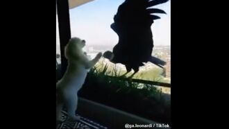 Watch: Hungry Condors Eye Poodles