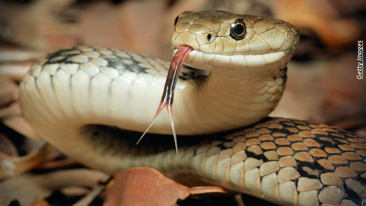 Witch Doctor in Uganda Uses Snake to Track Down Suspected Thief