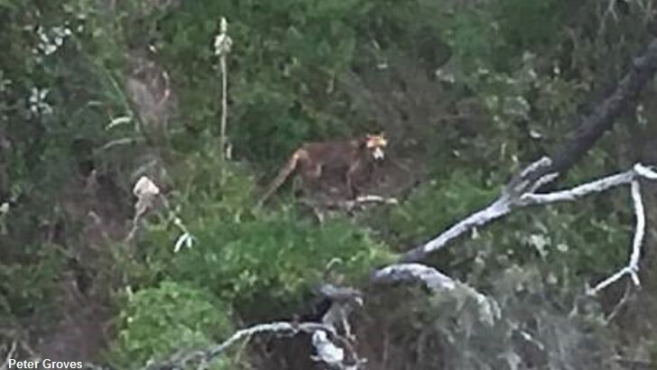 Tasmanian Tiger Photographed?