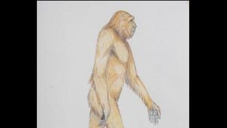 Forensic Bigfoot Sketches