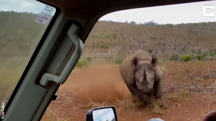 Watch: Camera Shy Rhino Charges Photographers