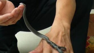 Snake With Two Heads