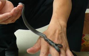 Snake With Two Heads