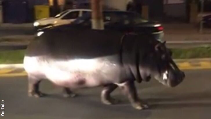 Watch: Hippo Hits the Streets After Circus Escape