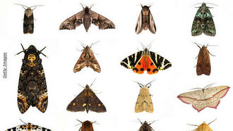 UK's Annual Moth Night