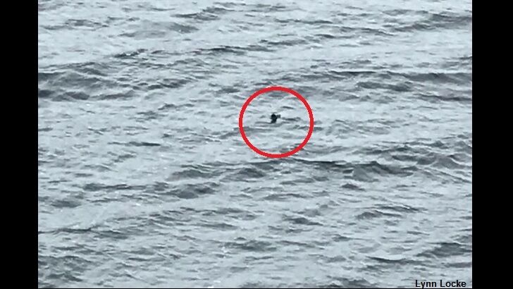 Canadian Tourist Has Curiously-Timed Nessie Sighting