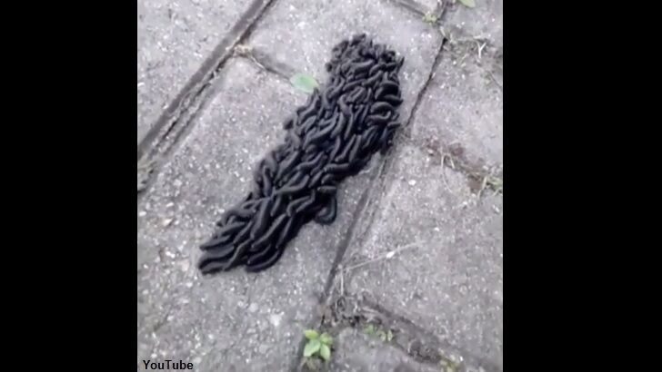 Bizarre 'Worm Monster' Filmed in Brazil