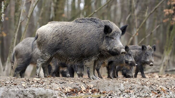 Fukushima Area Overrun by Radioactive Wild Boars