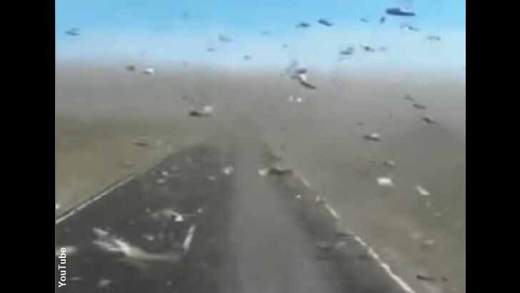 Video: Swarm of Locusts Engulfs Car in Russia