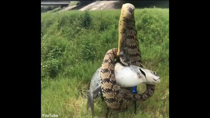 Texas Fisherman Makes Bizarre Catch