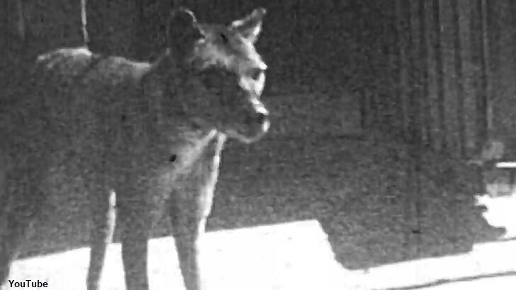 Video: Previously Unseen Thylacine Footage Found in Government Archive