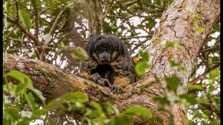 Elusive Amazon Monkey Seen for the First Time in Nearly a Century