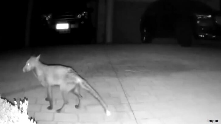 Mystery Creature Spotted by CCTV