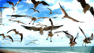 When Seagulls Attack