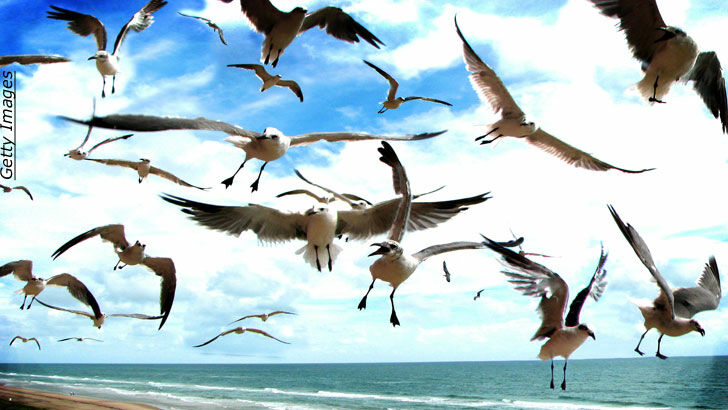 When Seagulls Attack