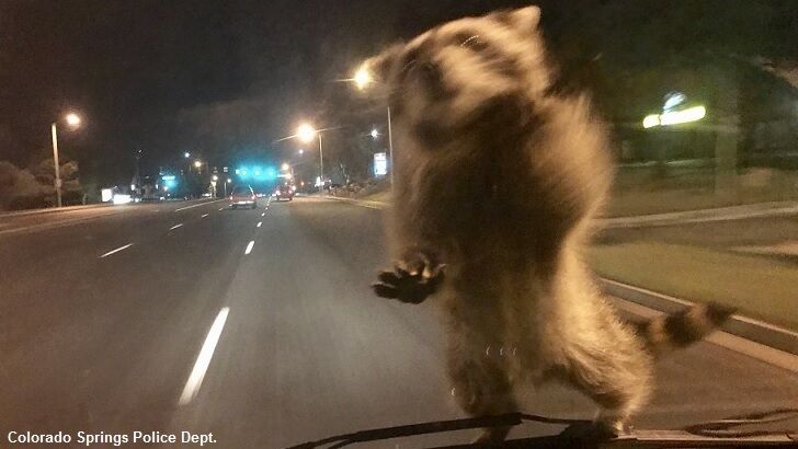 Cop Stopped by Rogue Raccoon