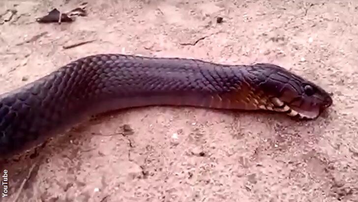 TX Man Films Snake 'Playing Dead'