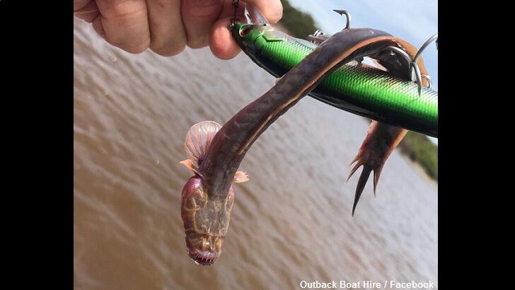 'Alien' Fish Caught in Australia