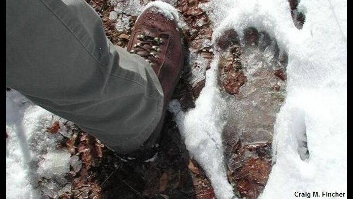 How Does Bigfoot Survive the Winter?