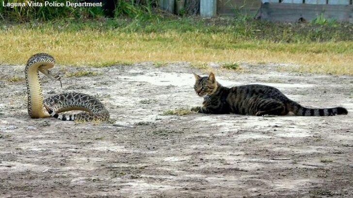 Cat Unfazed by Rattlesnake in Texas