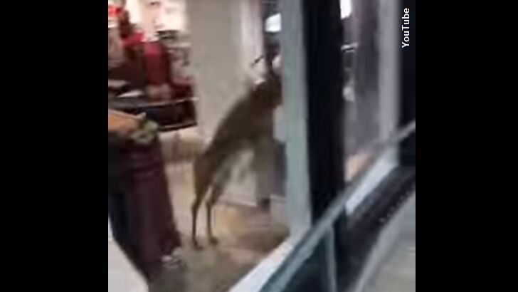 Watch: Stuck Deer Crashes Through Store Window