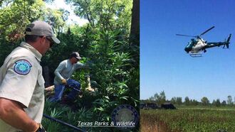 Bigfoot Hunters To Blame For Illegal Marijuana Suspects Escape