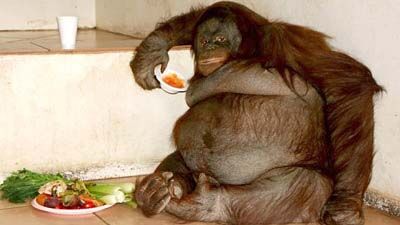 UK's 'Porky Primate'