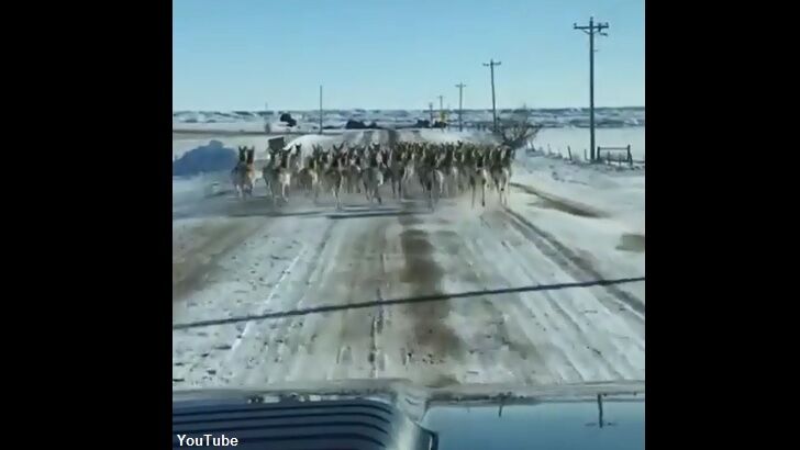 Watch: Driver Trails Antelope Herd Running on Road in South Dakota