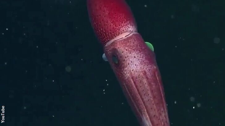 Mystery of Squid's Mismatched Eyes May Be Solved