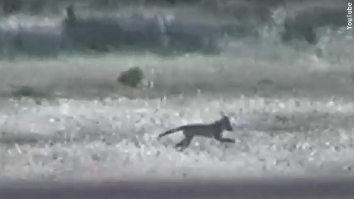 More Potential Tasmanian Tiger Footage Emerges | Coast to Coast AM