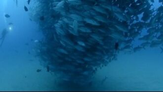 Behold the Fish 'Tornado'