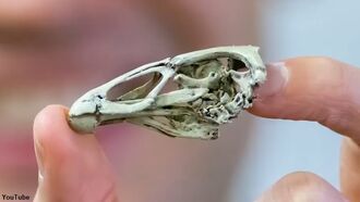 Video: 'Wonderchicken' Fossil Discovered