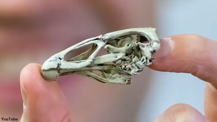 Video: 'Wonderchicken' Fossil Discovered