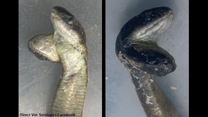 Two-Headed Snake Born in Australia