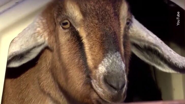 Vermont Town Elects Goat as Mayor
