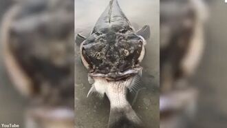 Video: Giant Fish Dies After Biting Off More Than It Can Chew