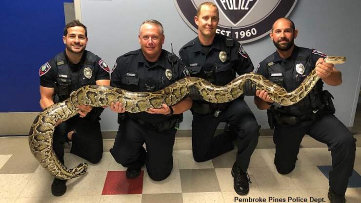 Florida Cops 'Bust' Massive Python | Coast to Coast AM