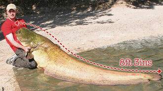 Man Lands 245lb Catfish