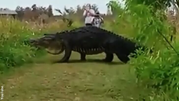 Monstrous Gator Filmed in Florida