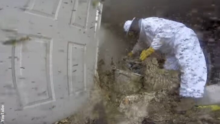 Watch: Beekeeper Busts Huge Hornet's Nest in Louisiana