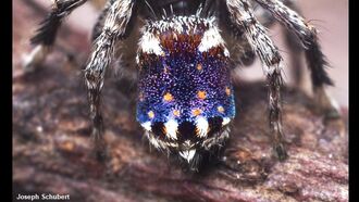 Watch: Seven Dazzling New Peacock Spider Species Discovered