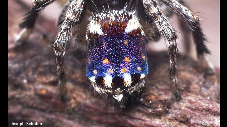 Watch: Seven Dazzling New Peacock Spider Species Discovered