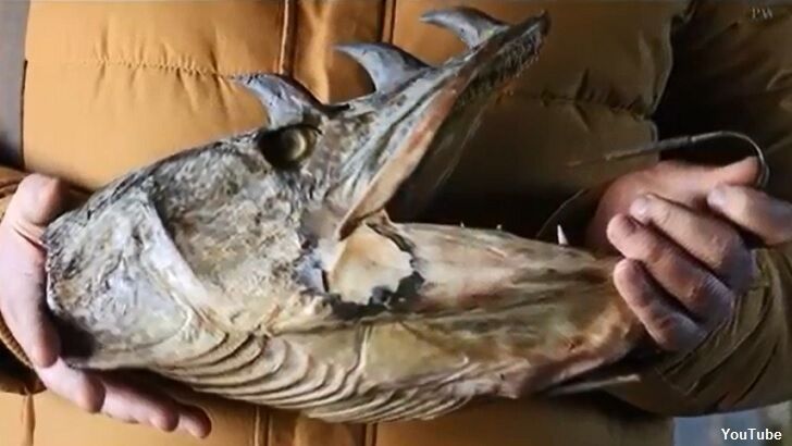 Odd Horned Fish Caught in Siberia