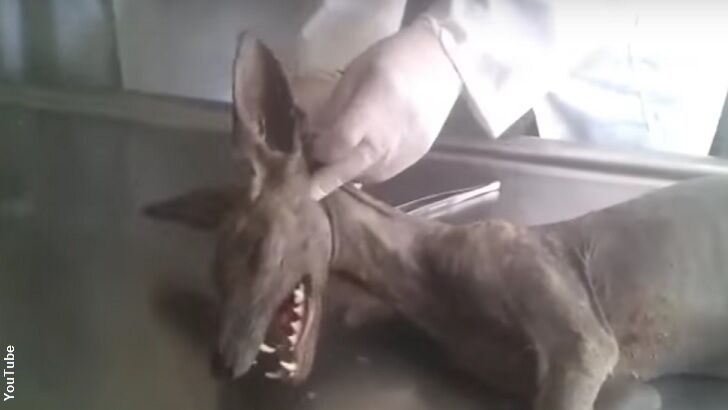 Bizarre Creature Killed by Farmer in Ukraine